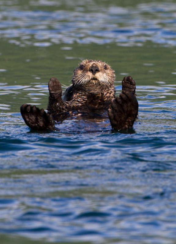 Sea Otter